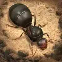Взлом The Ants: Underground Kingdom (полная версия)